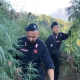 cannabis-piantagione