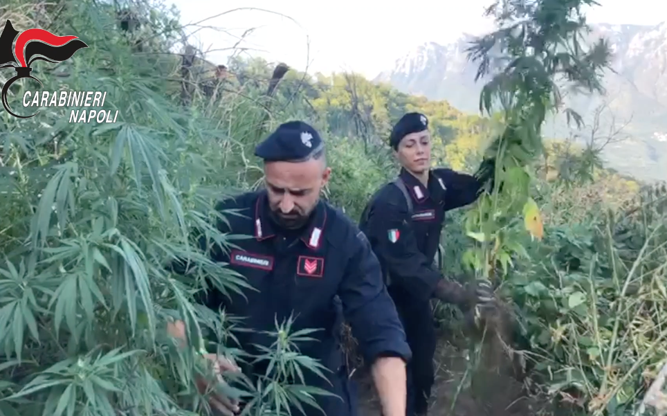 cannabis-piantagione