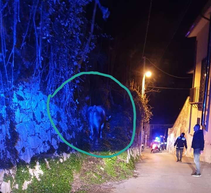 mucca scappa dalla stalla a quisisana