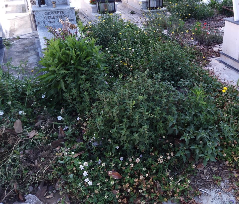 Cimitero