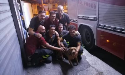 Pitbull cade in un dirupo a Via Panoramica: salvato dai vigili del fuoco 55 notizie castellammare
