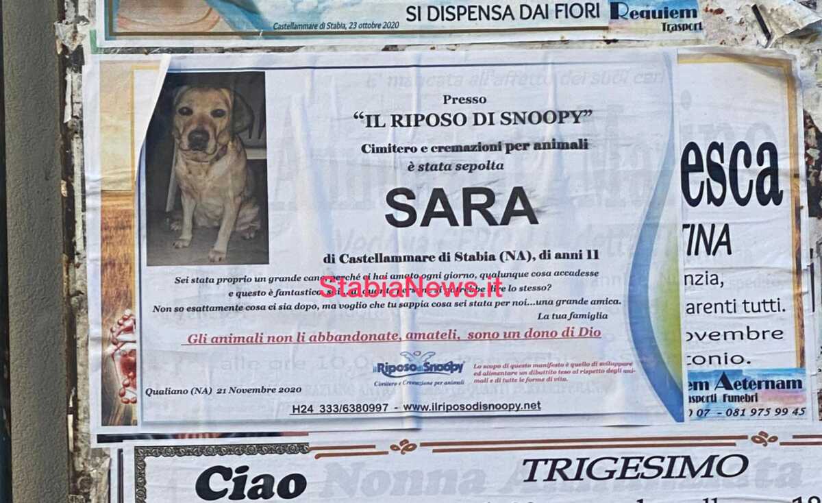 cane