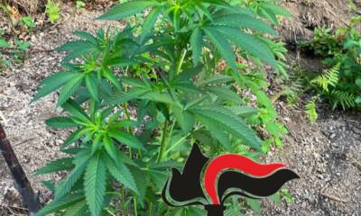 Ancora sequestri nella Giamaica dei Lattari: distrutte le piante di cannabis 65 notizie castellammare