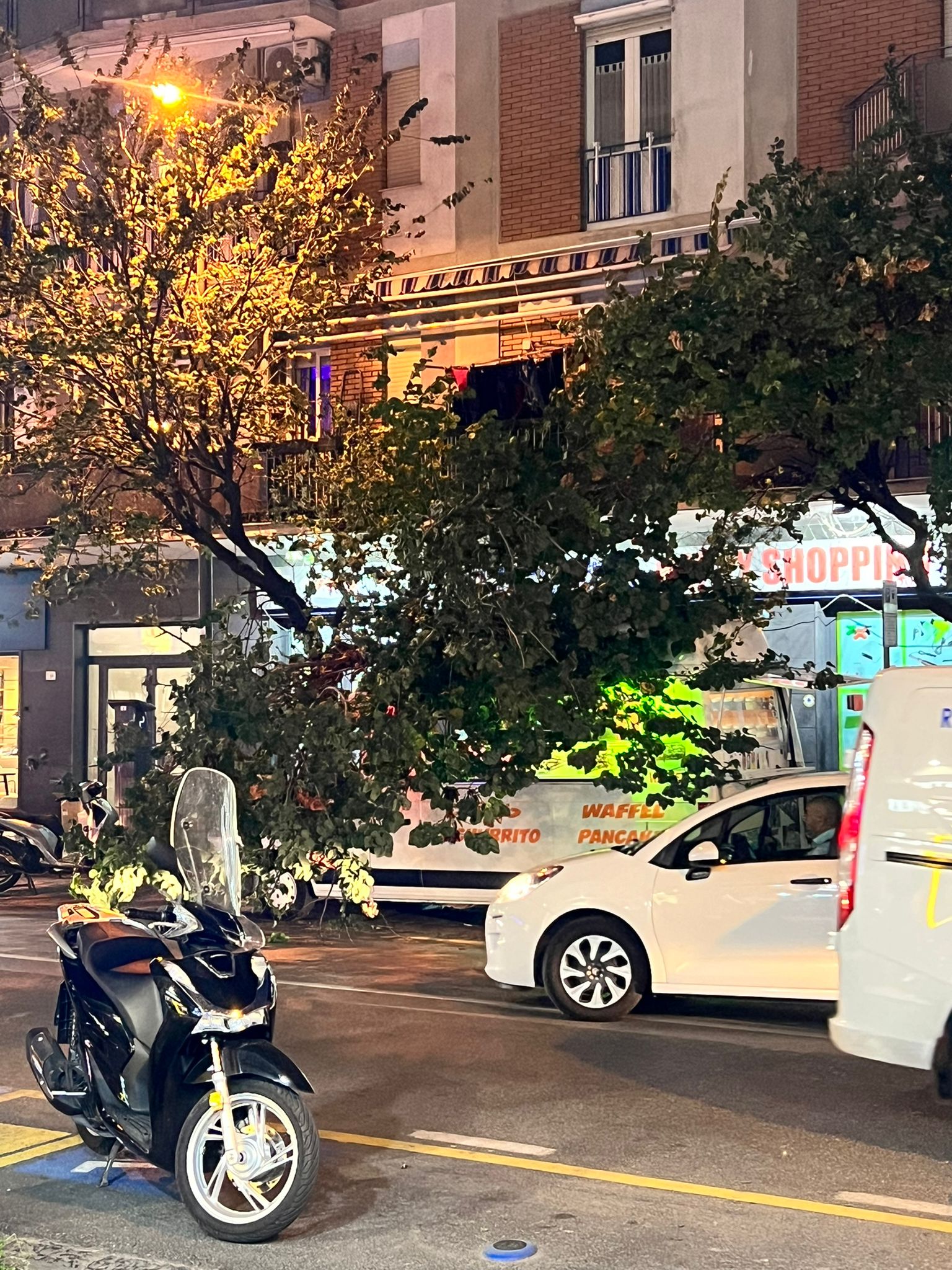 Primi danni del maltempo, giù un albero in viale Europa. Cade un cartellone 3