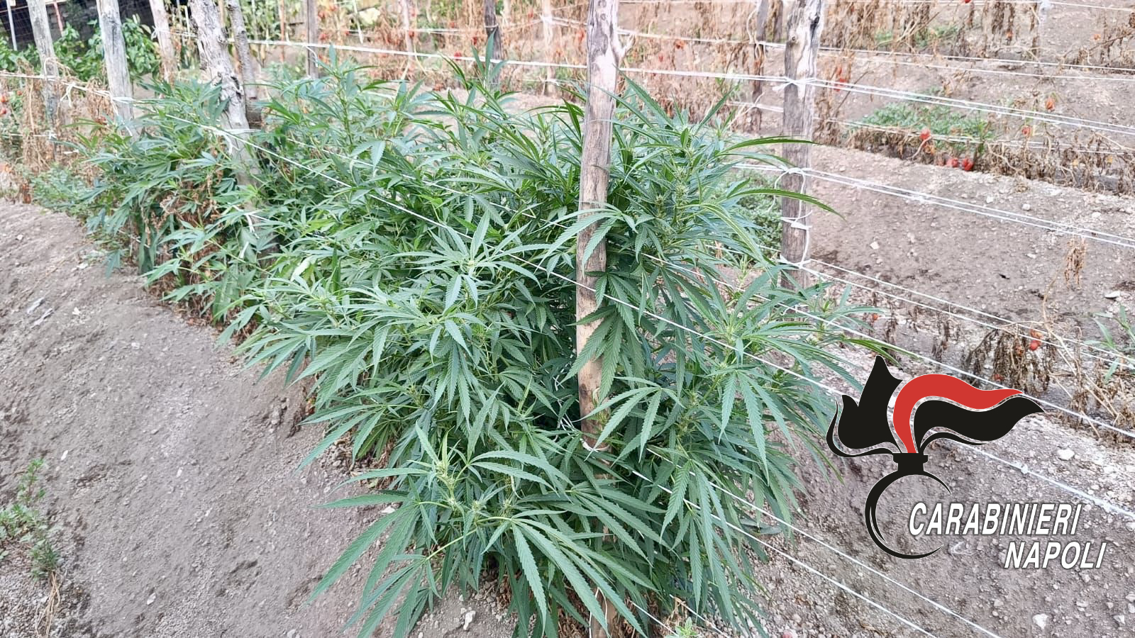 Marijuana