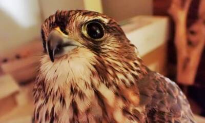 falco