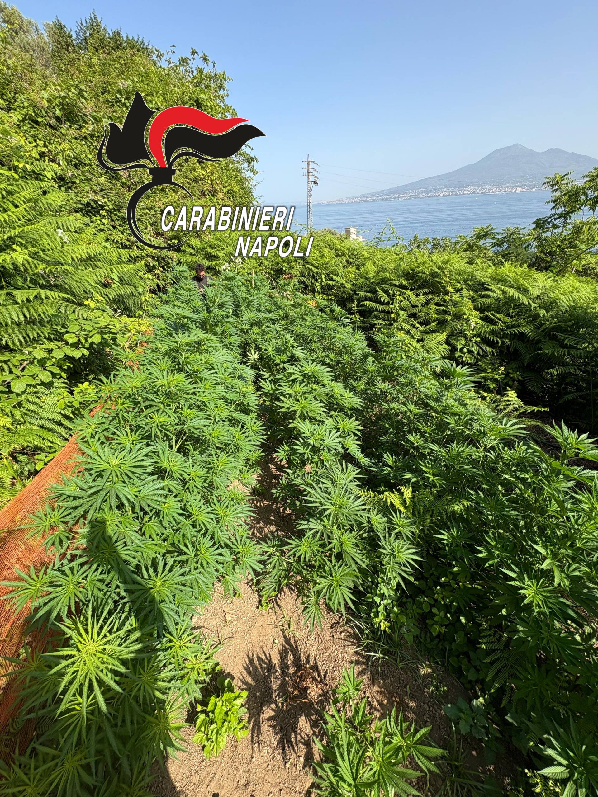 Castellammare, scoperta piantagione di cannabis tra i boschi 9 Castellammare