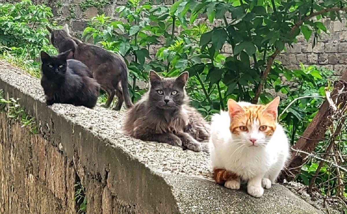 Castellammare, gatti avvelenati in via Principe Amedeo 3 adda