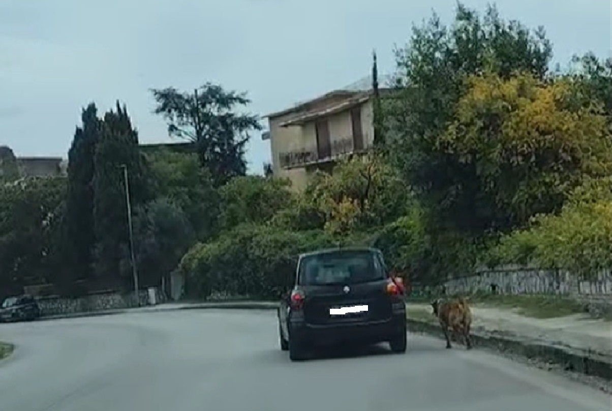 Castellammare