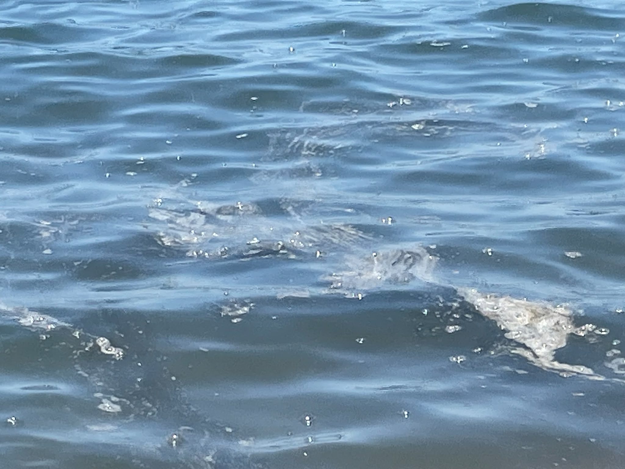 mare sporco