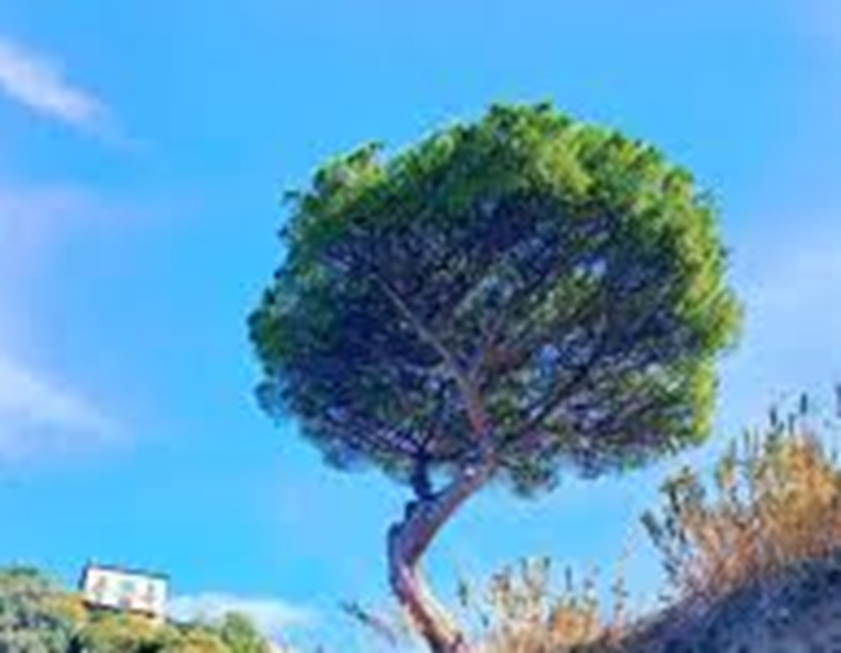 vico equense