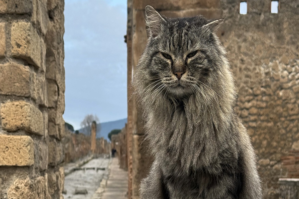 gatti di pompei